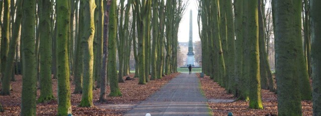 Bomen en Naald.JPG